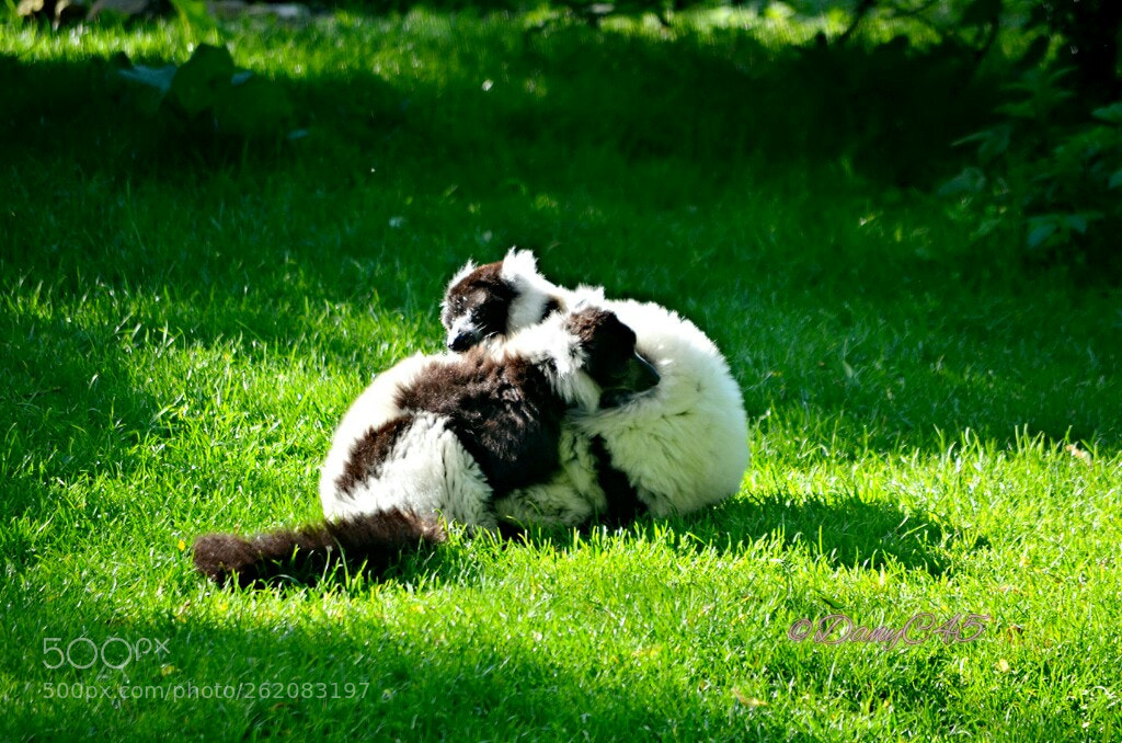 Nikon D5100 sample photo. Zoo de beauval 3 photography