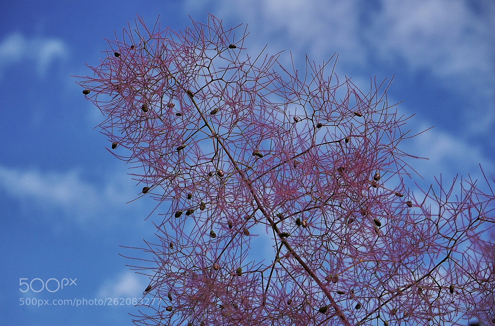 Sony a7 II sample photo. Mk photography