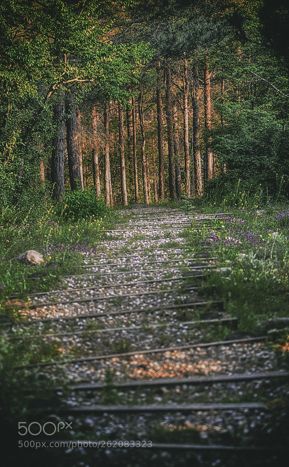 Canon EOS 650D (EOS Rebel T4i / EOS Kiss X6i) sample photo. Path in the forest photography