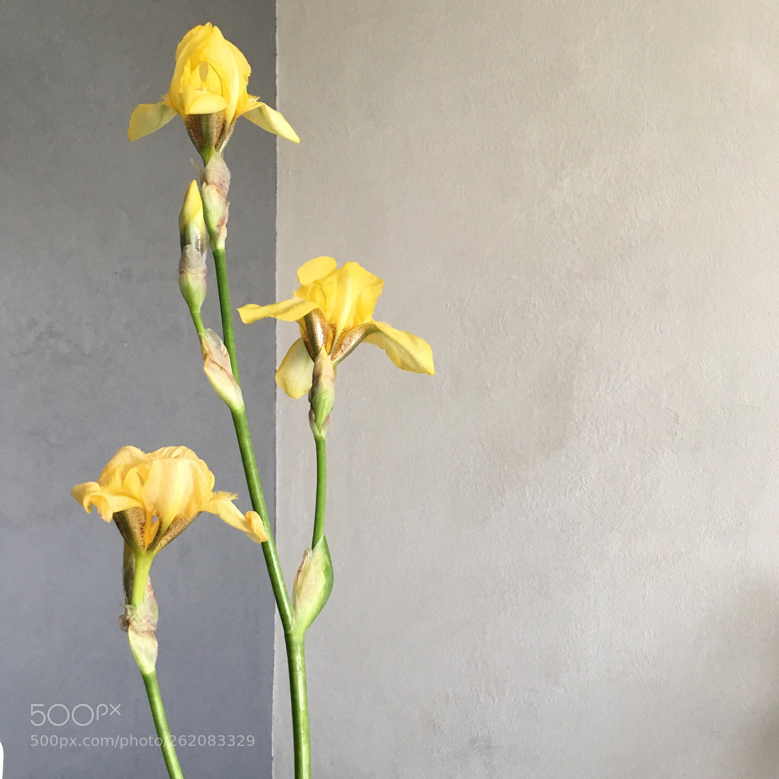 Apple iPhone 6s sample photo. Untitled photography