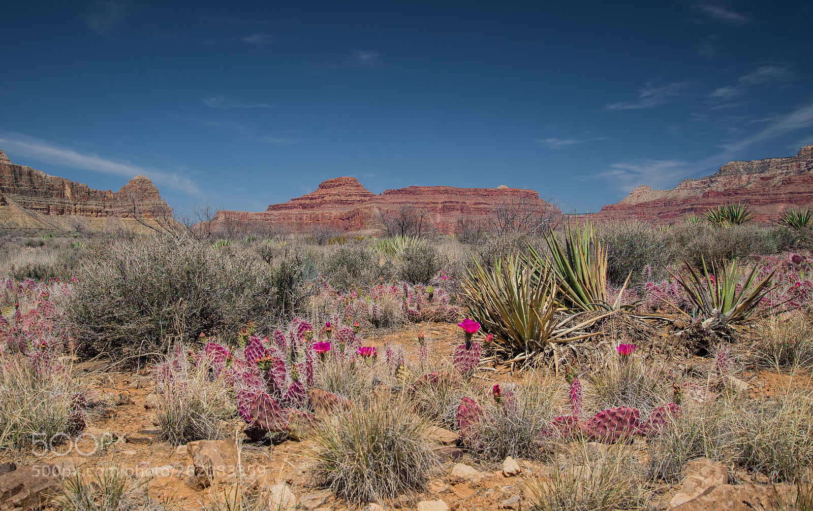 Nikon D610 sample photo. Desert vista, grand canyon photography