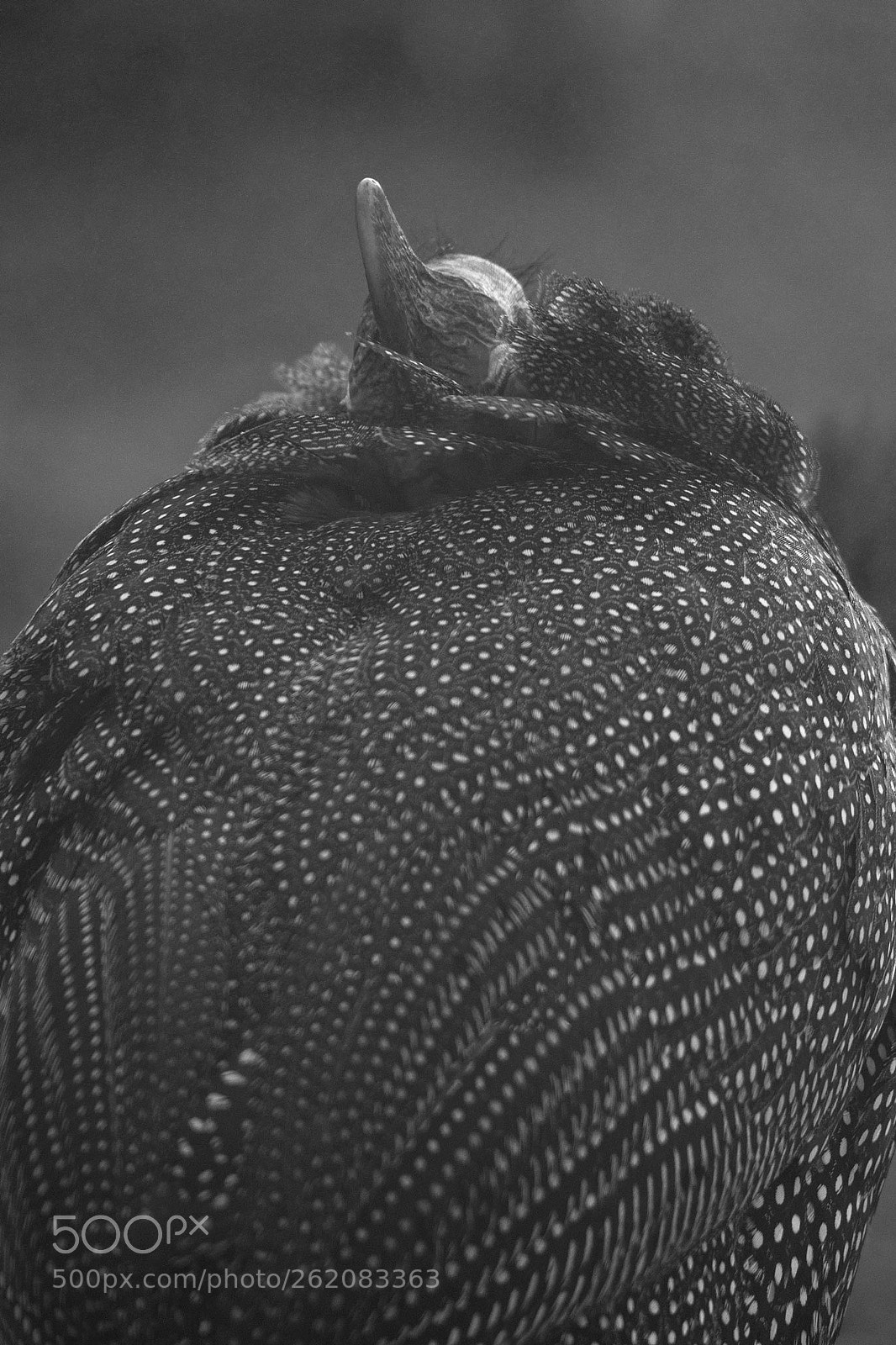 Nikon D750 sample photo. Guineafowl photography