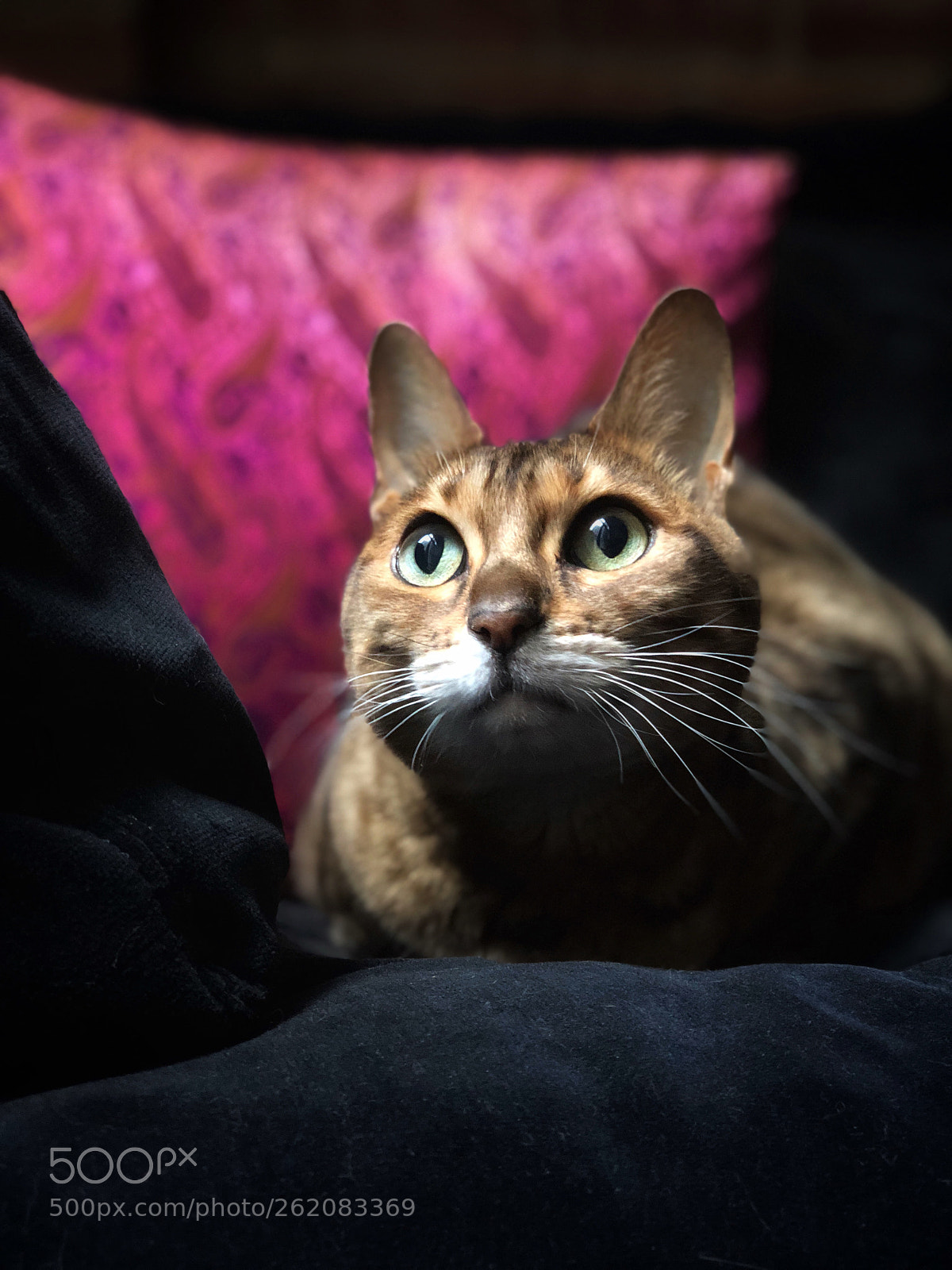 Apple iPhone X sample photo. Untitled photography