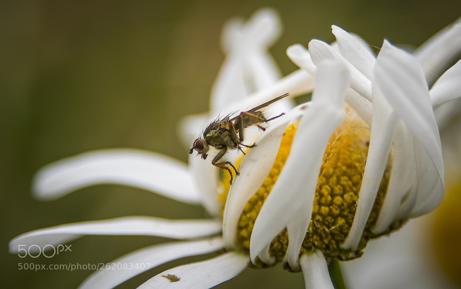 Nikon D750 sample photo. Fly photography