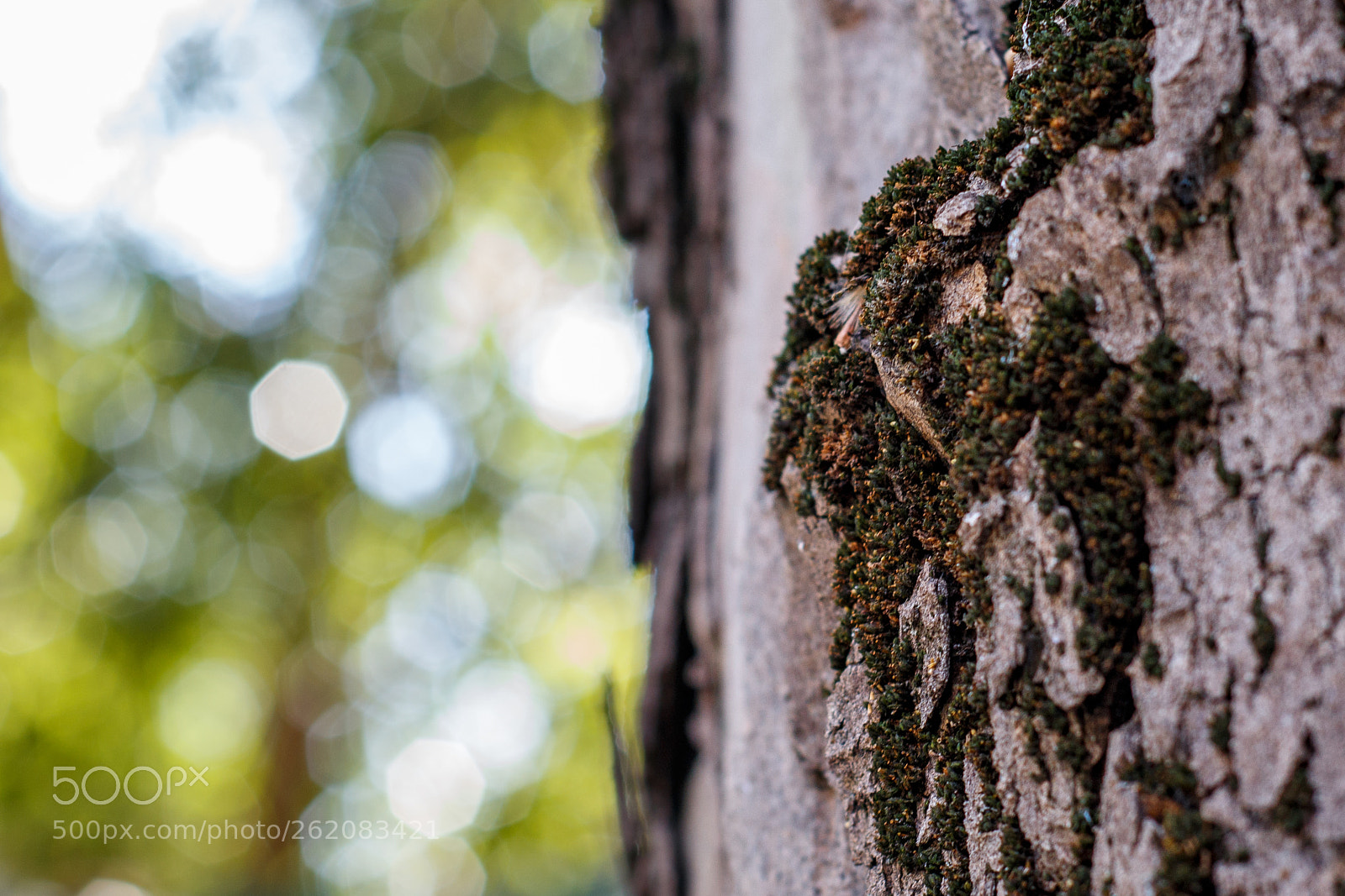 Canon EOS 70D sample photo. Moss photography