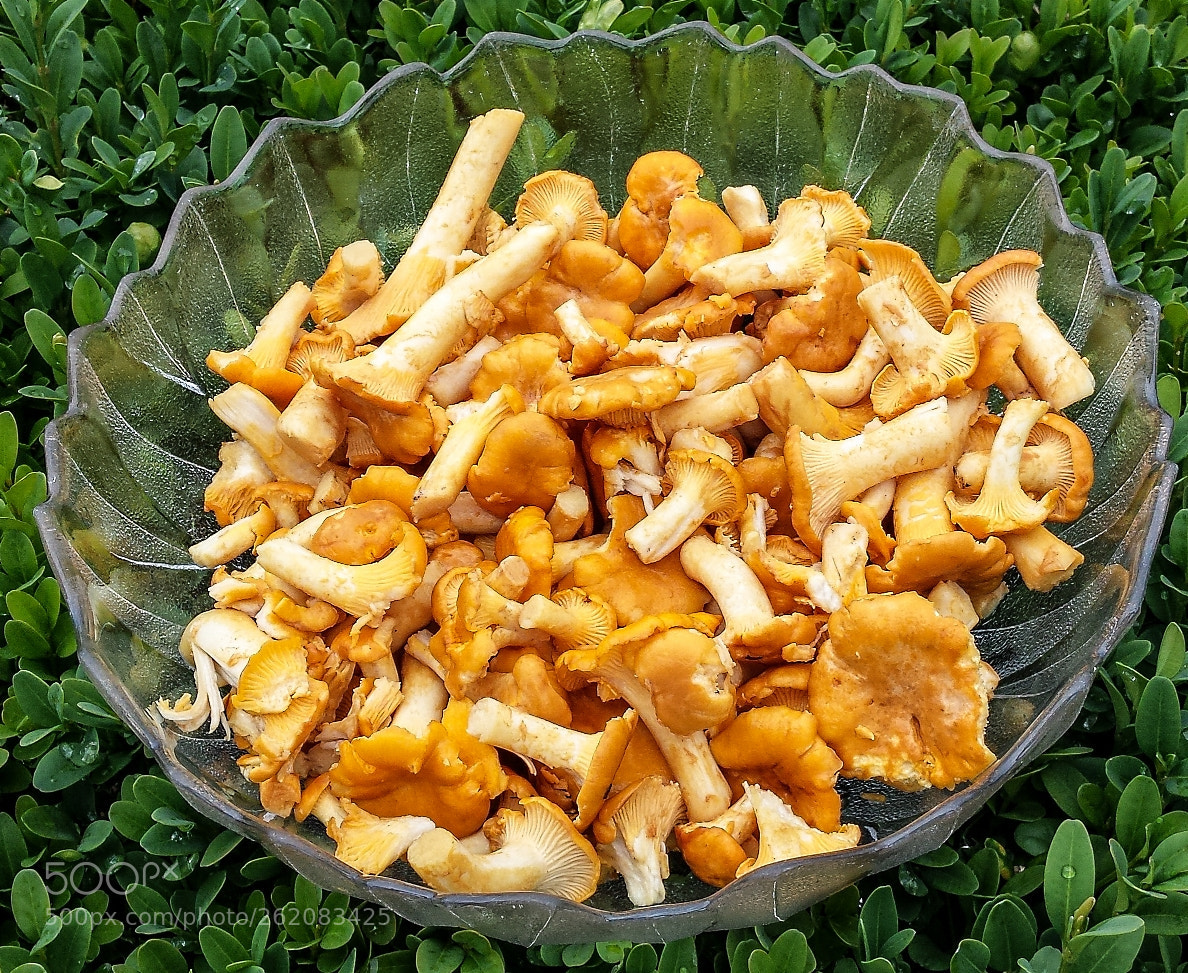 Samsung Galaxy S4 sample photo. Cantharellus cibarius photography