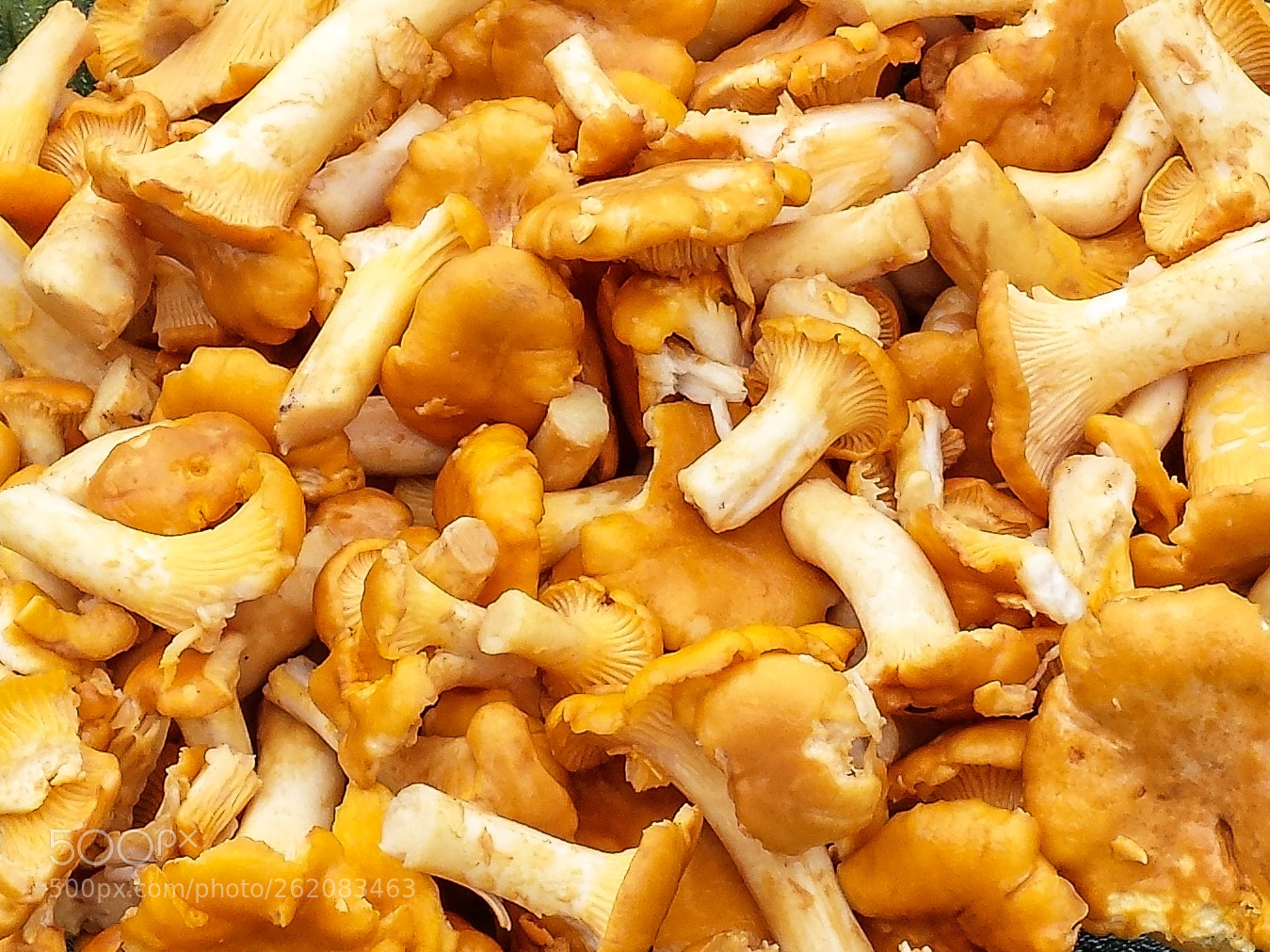 Samsung Galaxy S4 sample photo. Cantharellus cibarius photography