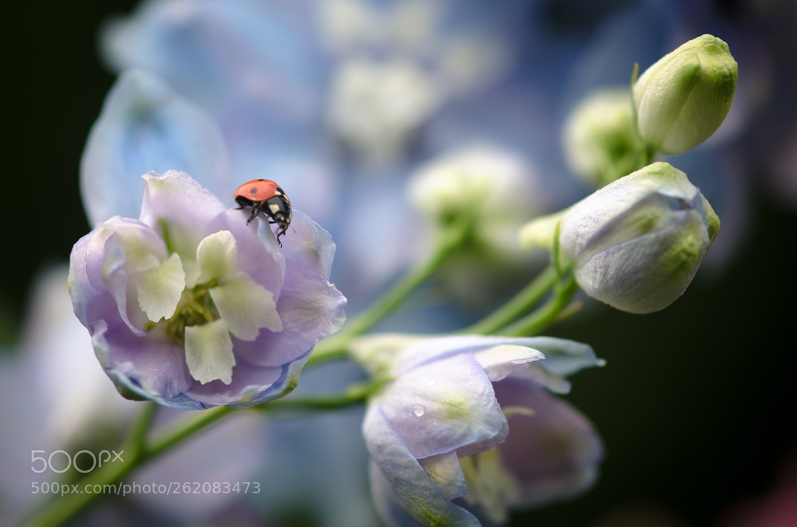 Nikon D5100 sample photo. _...-1000.jpg photography