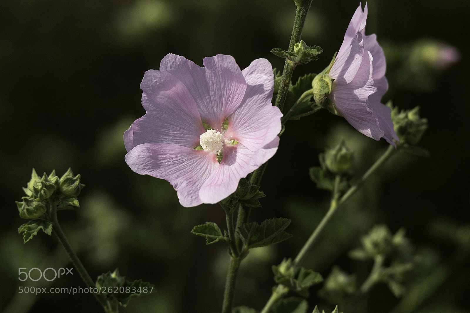 Canon EOS 6D sample photo. Flower photography