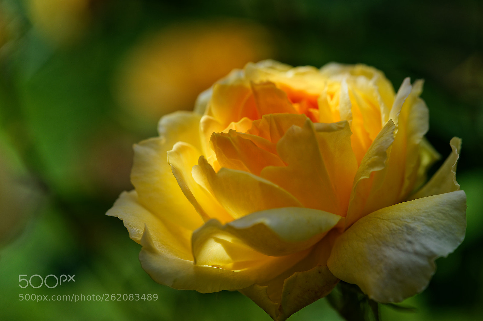 Sony a7 sample photo. Rose lumineuse photography
