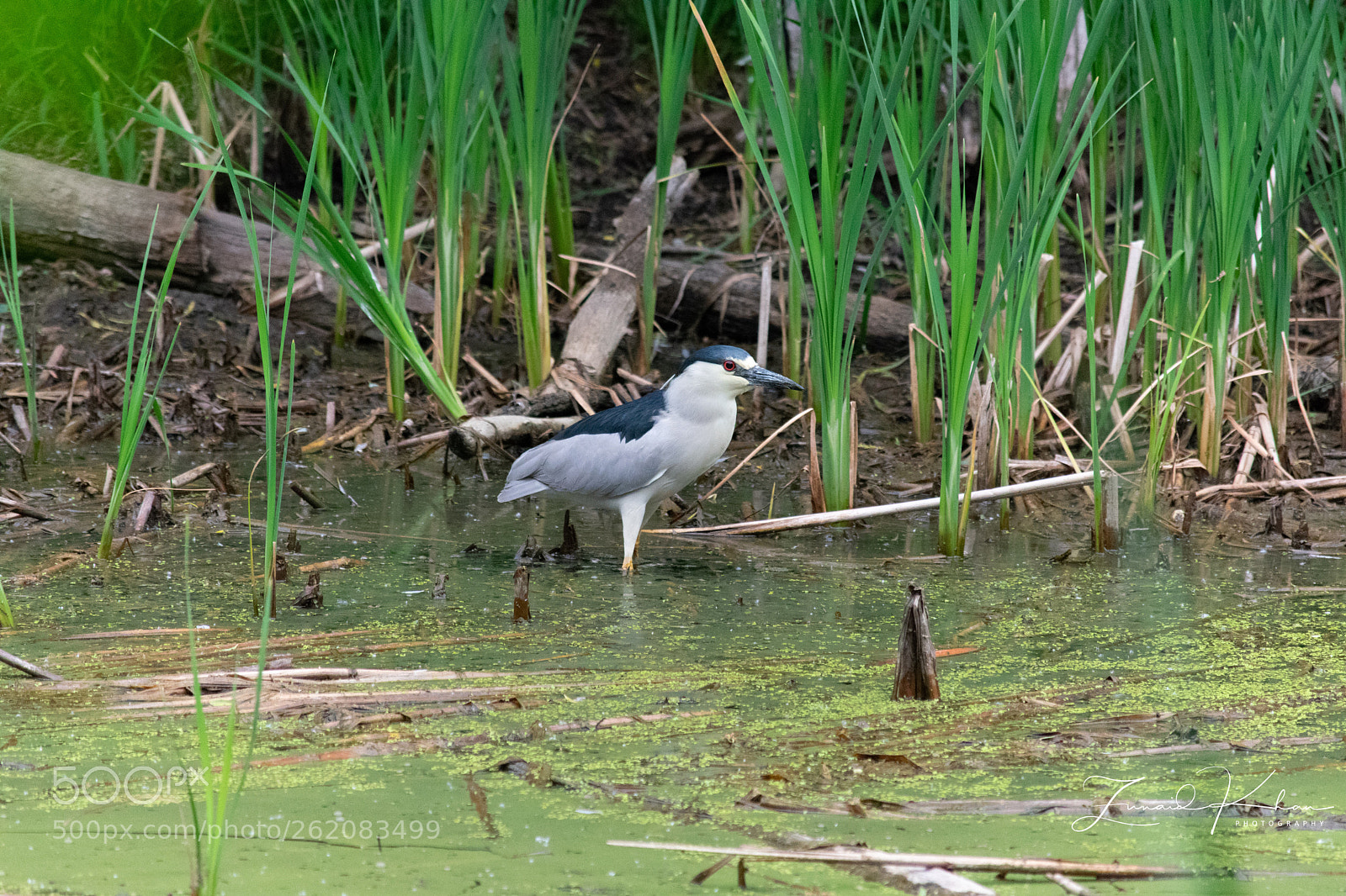 Nikon D3400 sample photo. Heron photography
