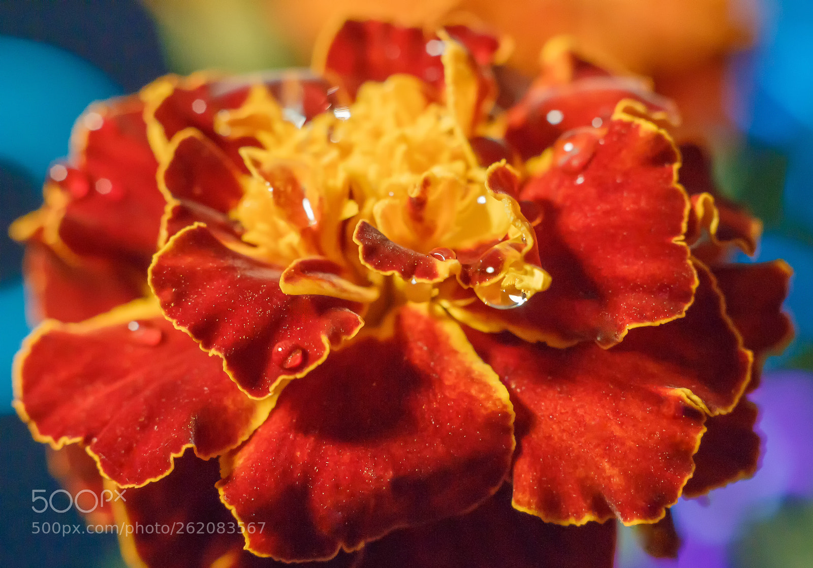 Canon EOS 70D sample photo. Floral photography