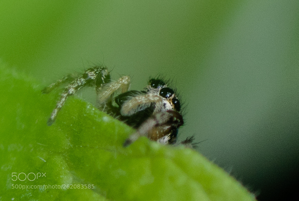 Nikon D3300 sample photo. Jumping spider photography