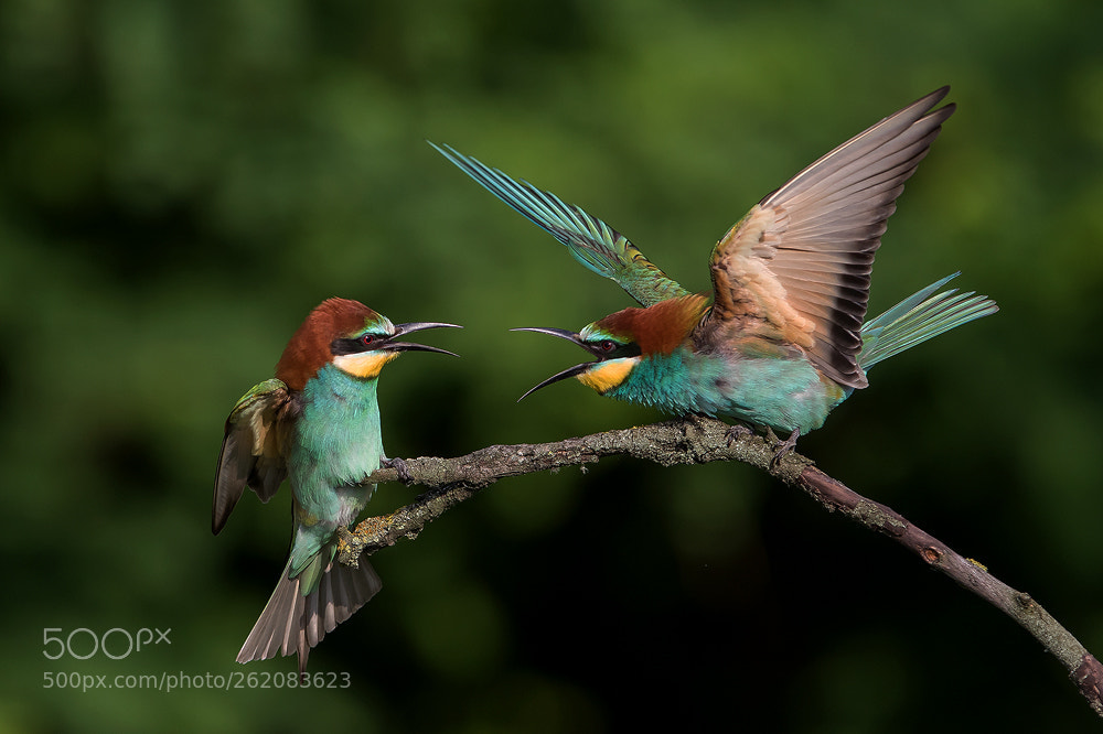 Canon EOS 7D Mark II sample photo. Bee eater-side photography