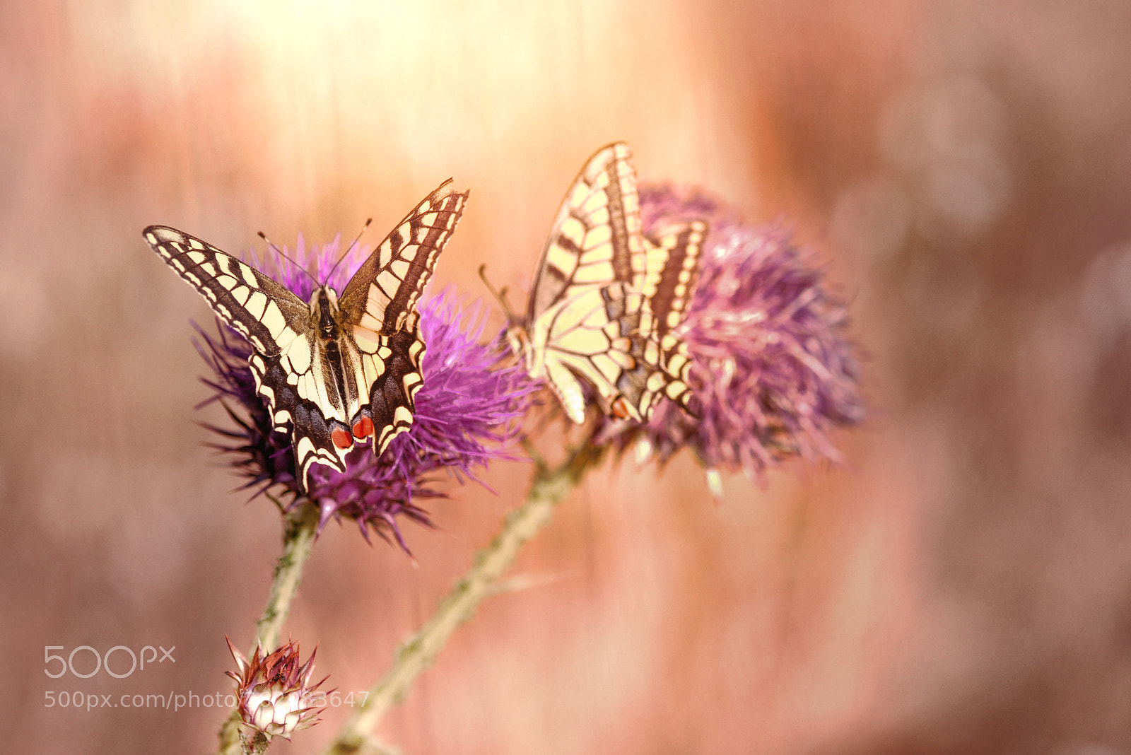 Nikon D810 sample photo. Magical light and butterfly photography