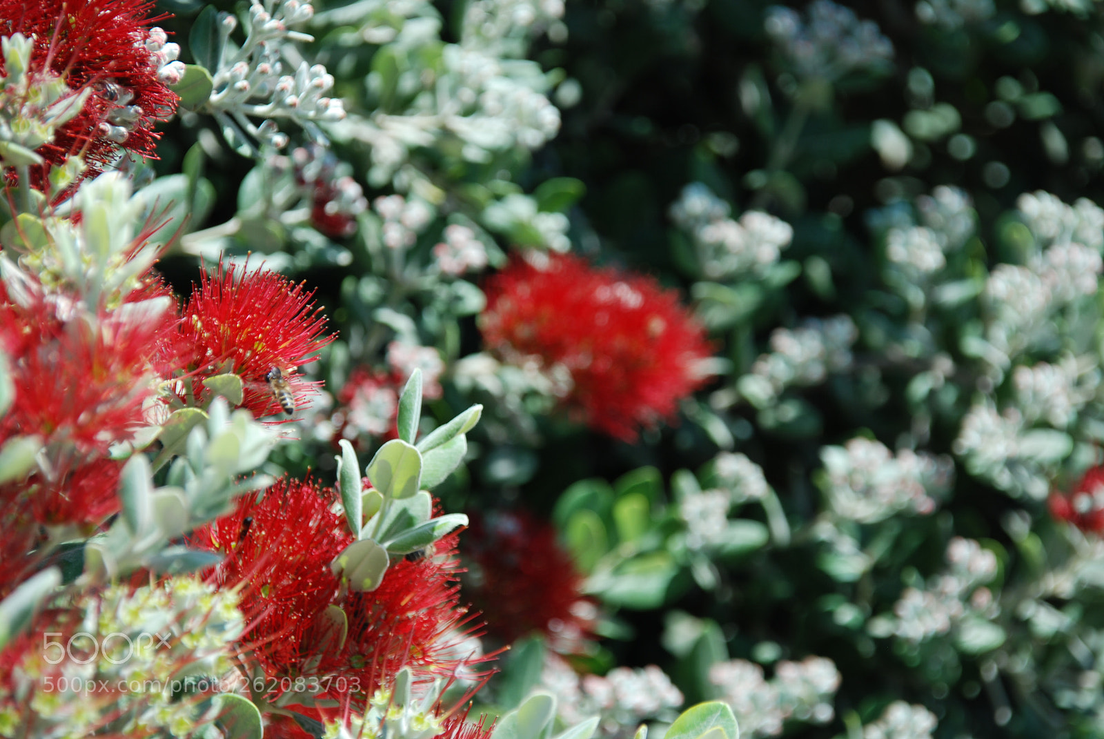 Sigma 18-200mm F3.5-6.3 DC OS HSM sample photo. Blumen_malta photography