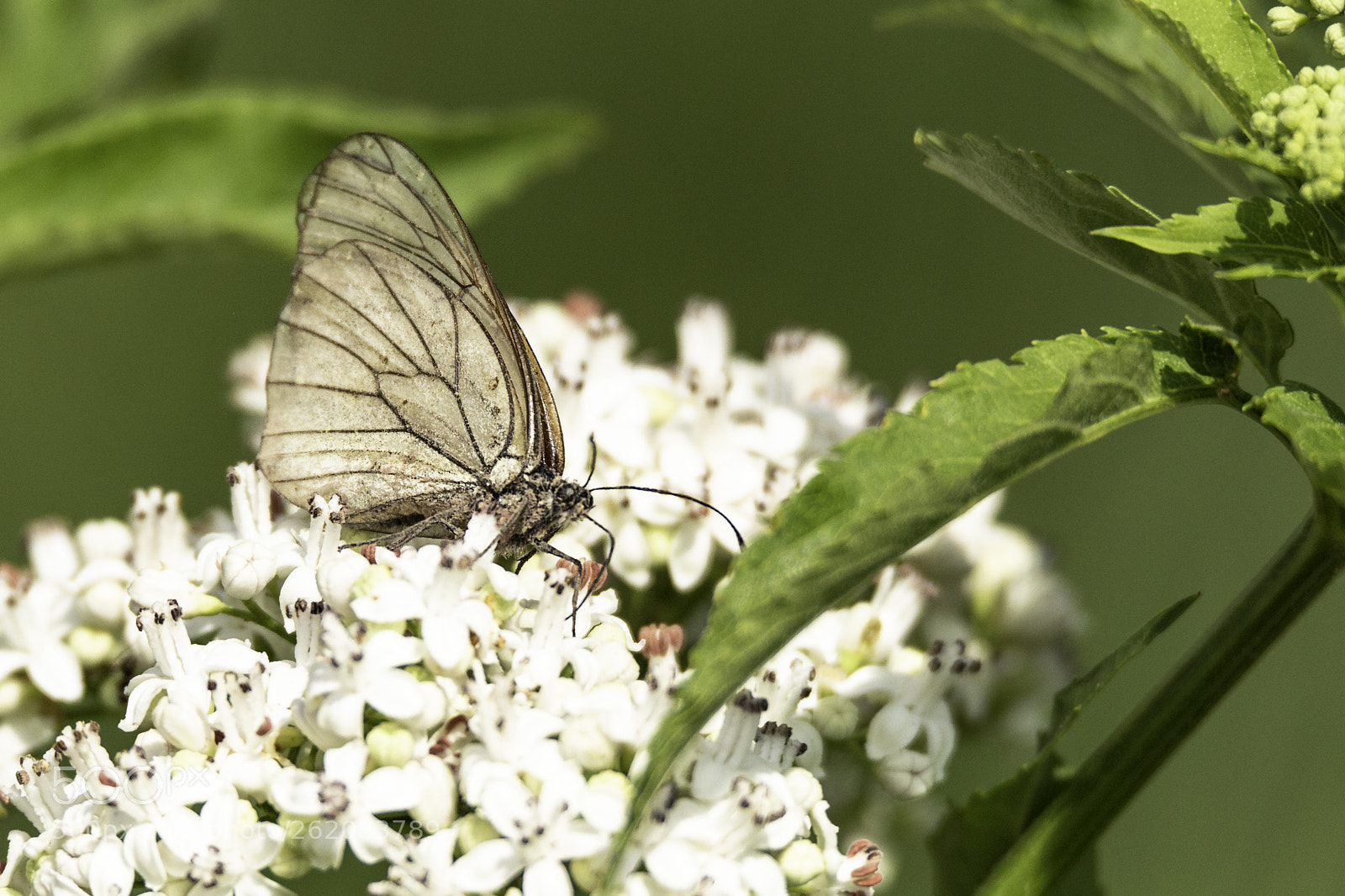 Canon EOS 6D sample photo. Butterfly photography