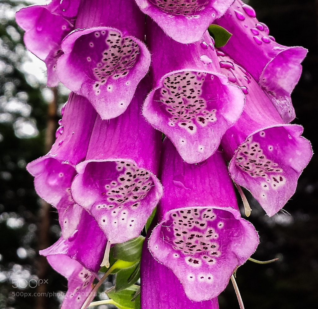 Samsung Galaxy S4 sample photo. Digitalis purpurea photography