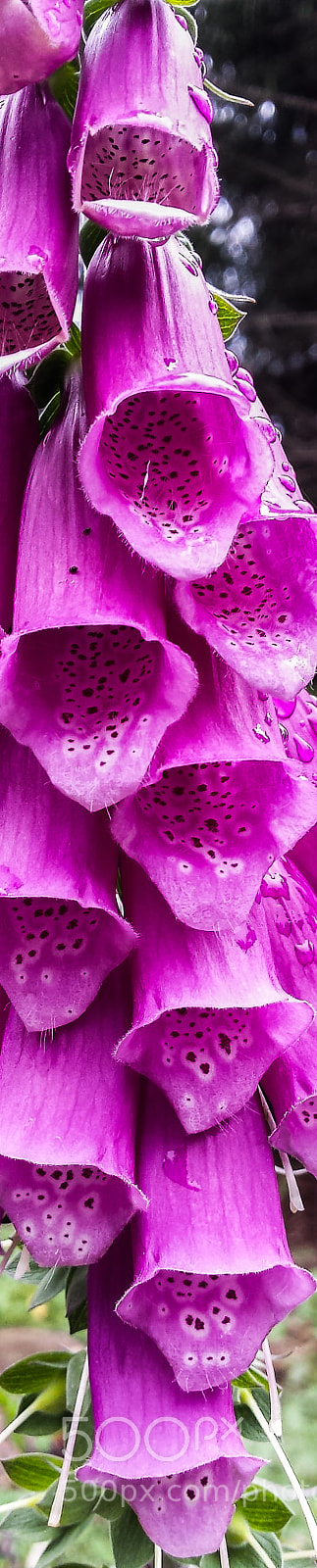 Samsung Galaxy S4 sample photo. Digitalis purpurea photography