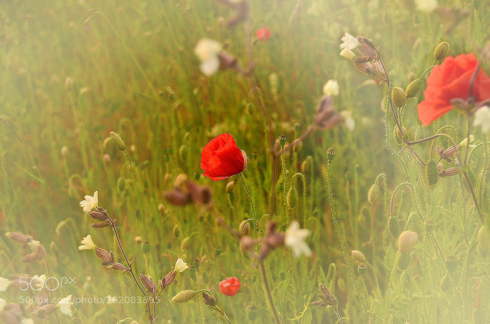 Nikon D7000 sample photo. Blow photography