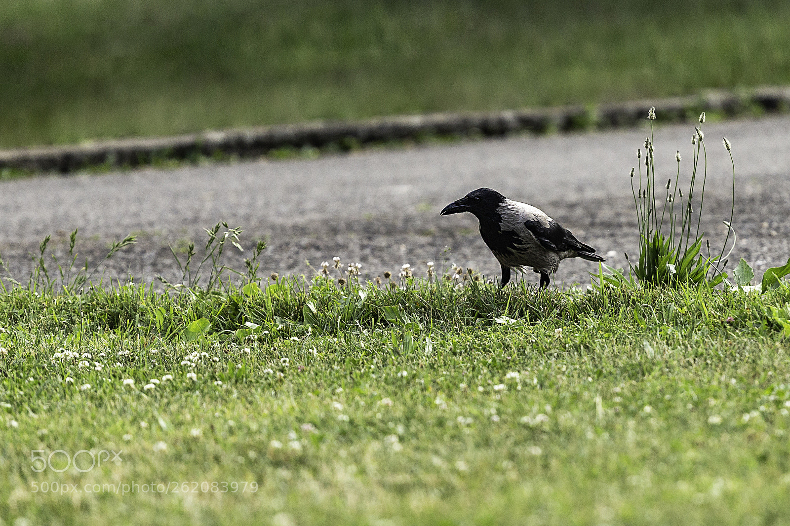 Canon EOS 6D sample photo. Crow photography