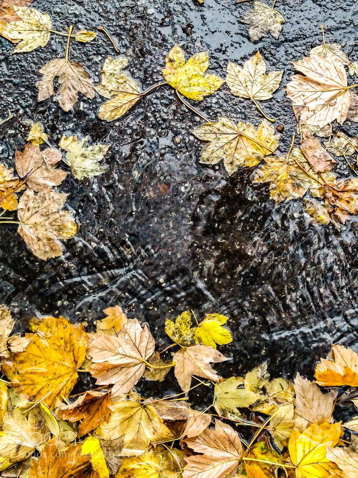 Motorola Moto G (5S) Plus sample photo. Autumn photography