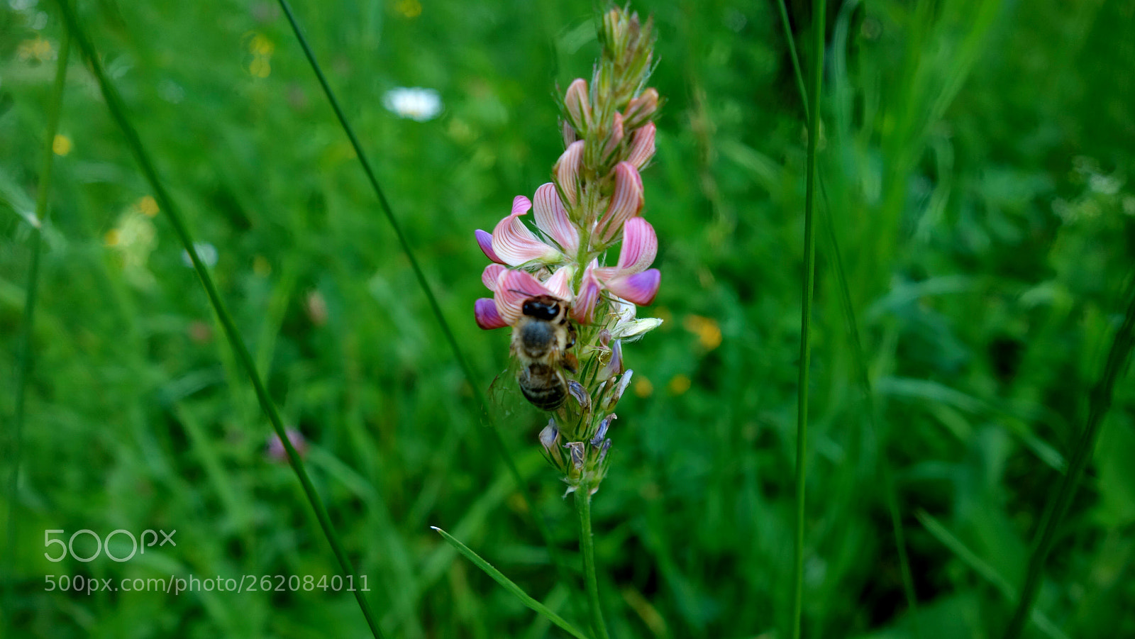 Sony Cyber-shot DSC-RX100 sample photo. In the field photography
