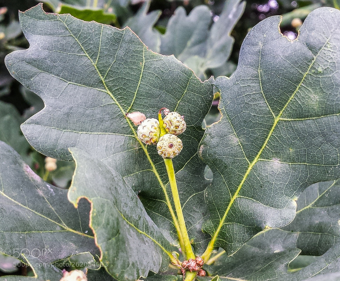 Samsung Galaxy S4 sample photo. Oak leaf photography