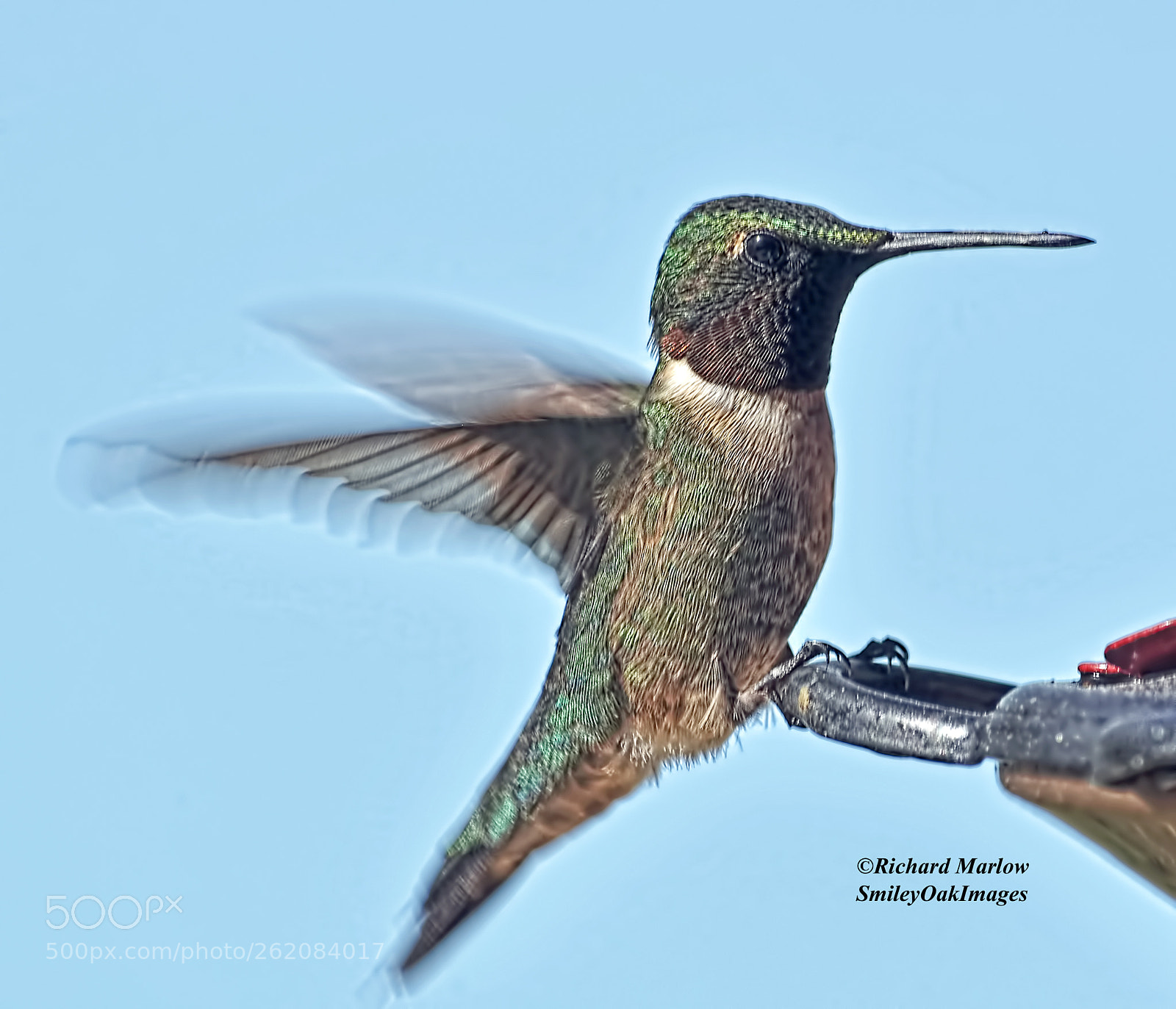 Nikon D5000 sample photo. Hummingbird photography