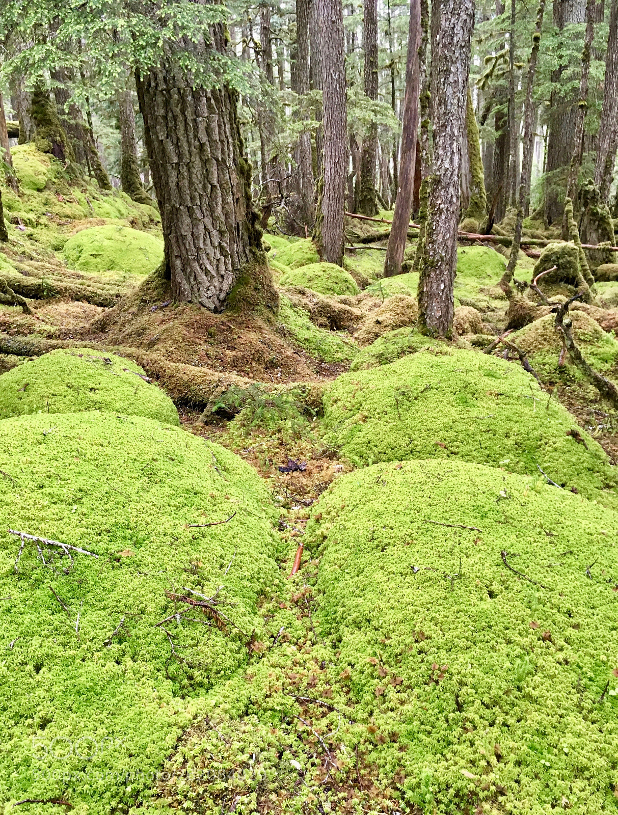 Apple iPhone SE sample photo. Mossy kingdom photography