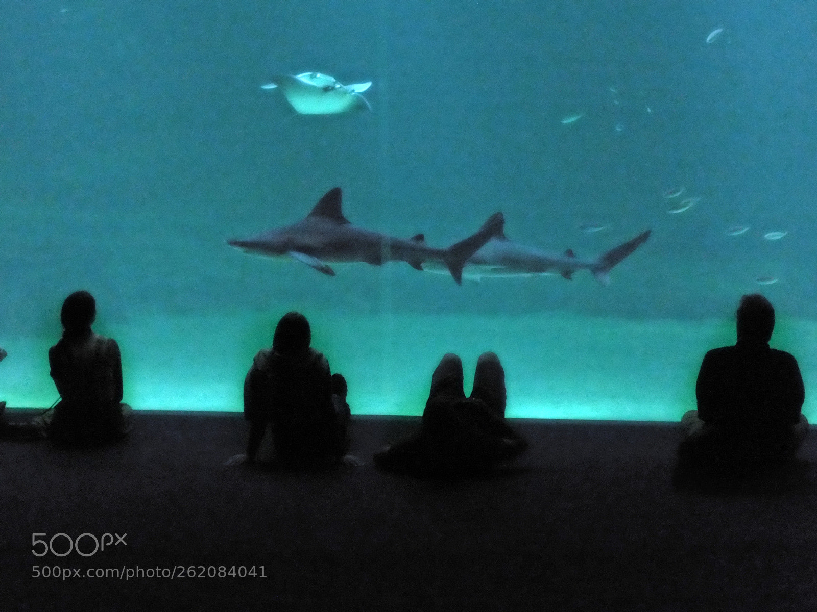 FujiFilm FinePix HS20 EXR (FinePix HS22 EXR) sample photo. Des poissons et des photography