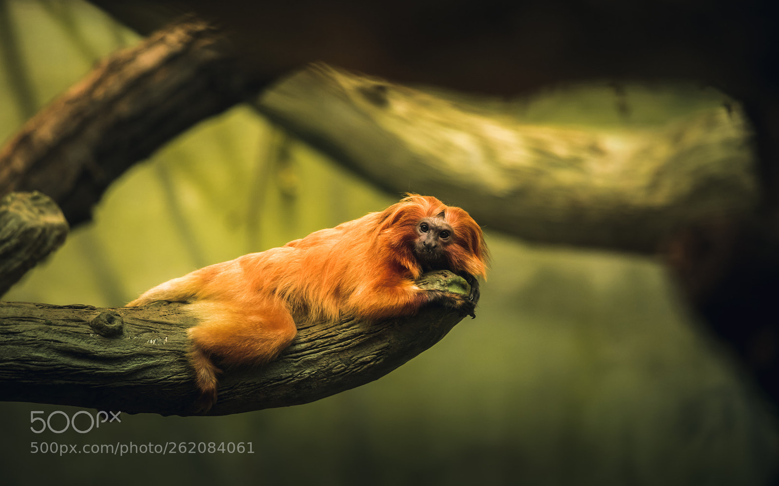 Canon EOS 6D Mark II sample photo. Lazy ape photography