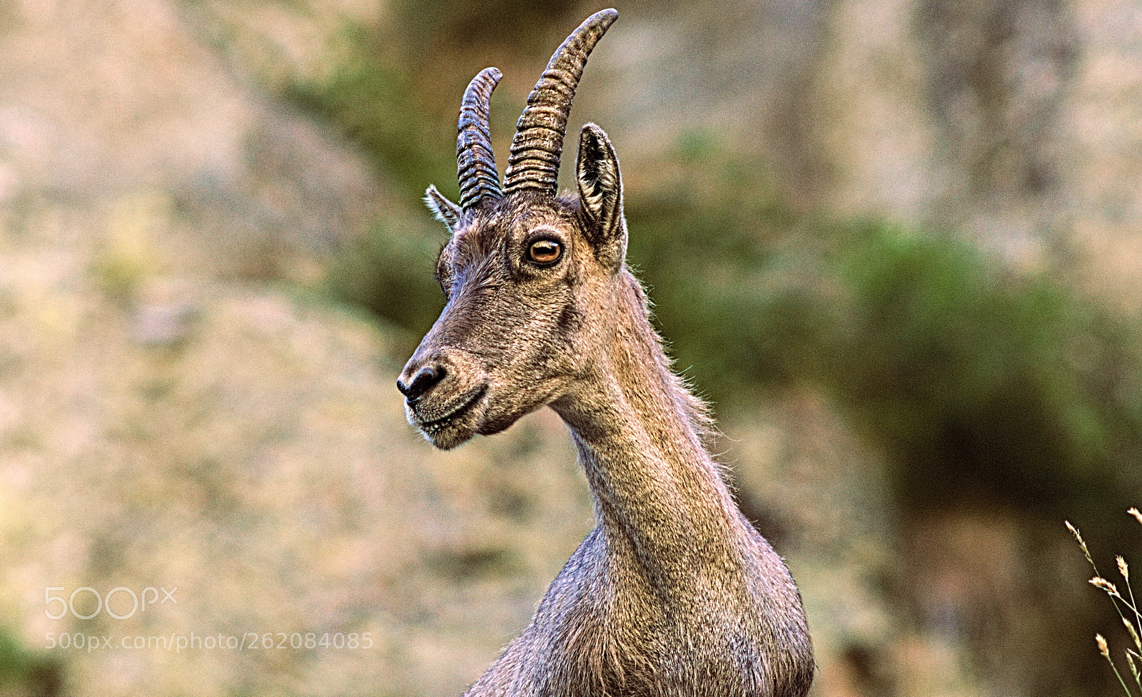 Manual Lens No CPU sample photo. Young ibex photography