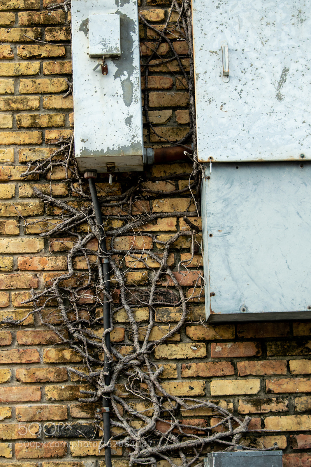Nikon D5300 sample photo. Organic wiring photography
