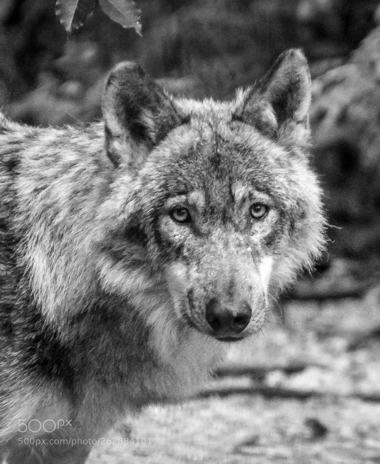 Nikon D500 sample photo. Wolfportrait photography