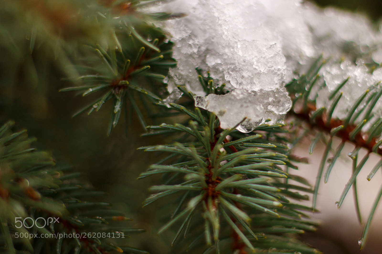 Canon EOS 70D sample photo. Snow on tree photography
