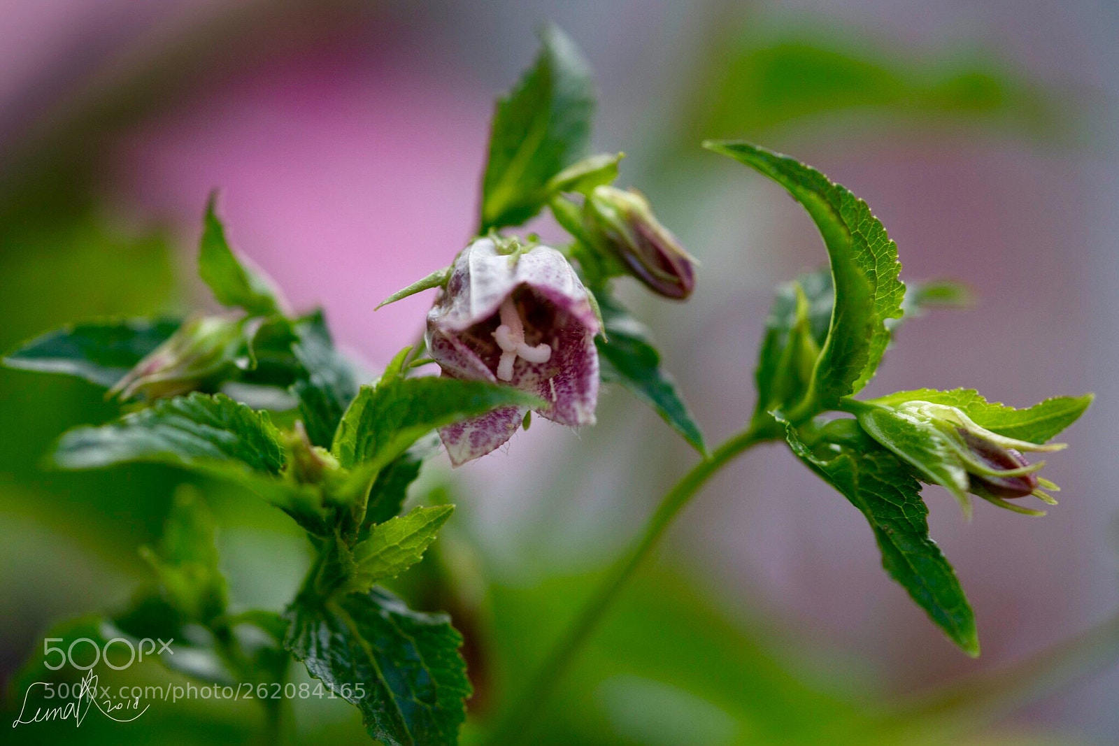 Sony a7R II sample photo. Pink background  photography