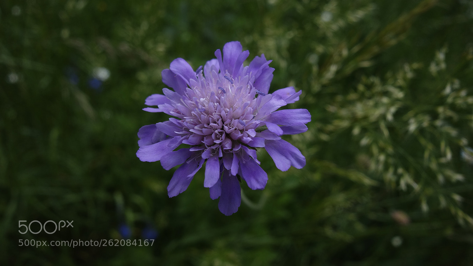 Sony Cyber-shot DSC-RX100 sample photo. Purple photography