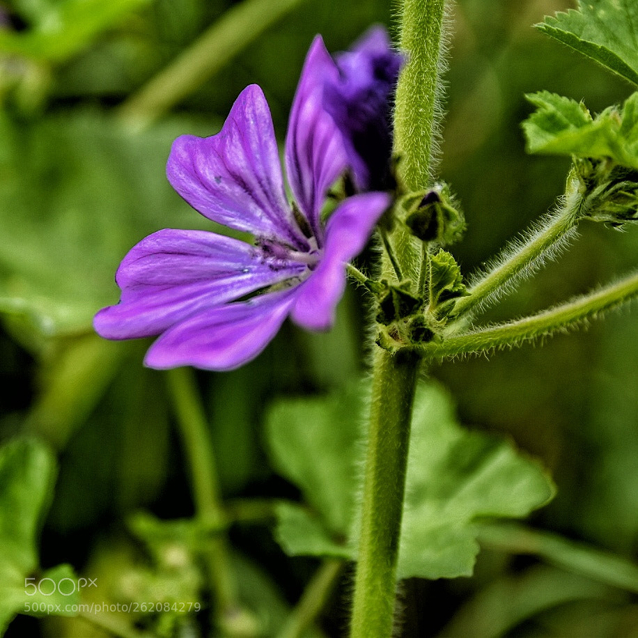 Nikon D5500 sample photo. Untitled photography