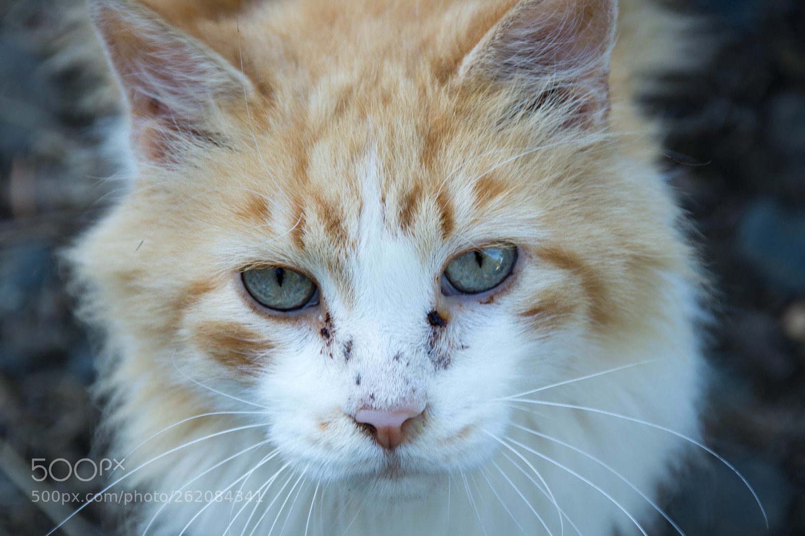 Nikon D7200 sample photo. Taylor photography