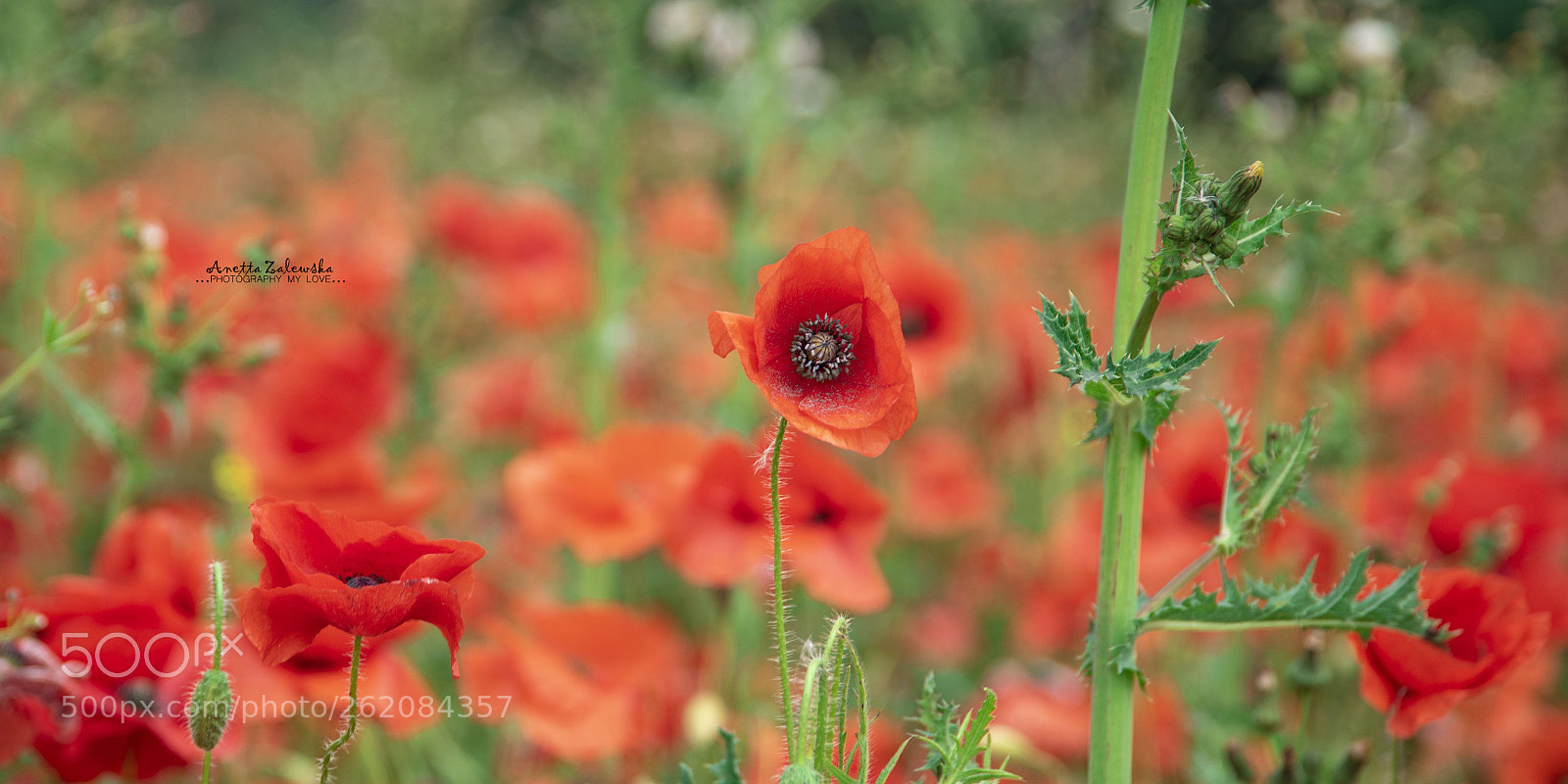 Nikon D750 sample photo. Panoramic view of poppies photography
