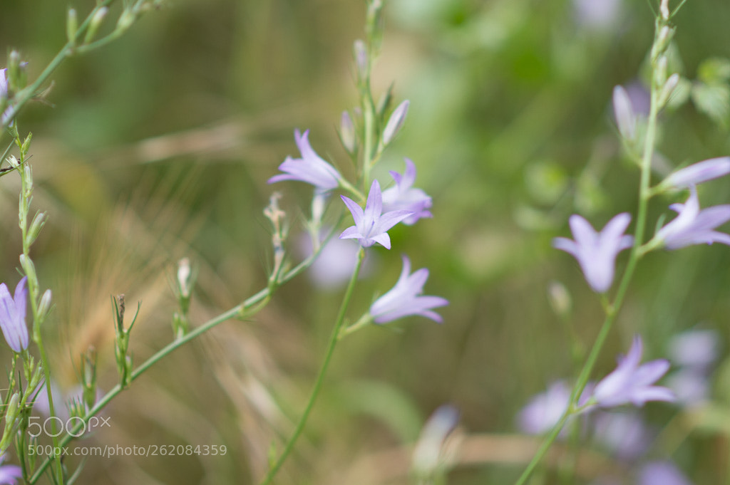 Nikon D3200 sample photo. Untitled photography