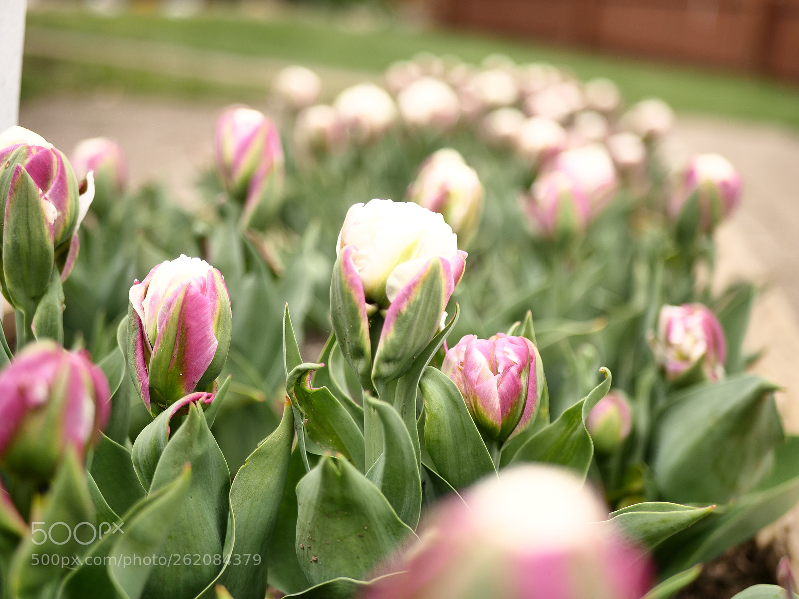 Panasonic Lumix DC-GH5 sample photo. Spring blooms photography