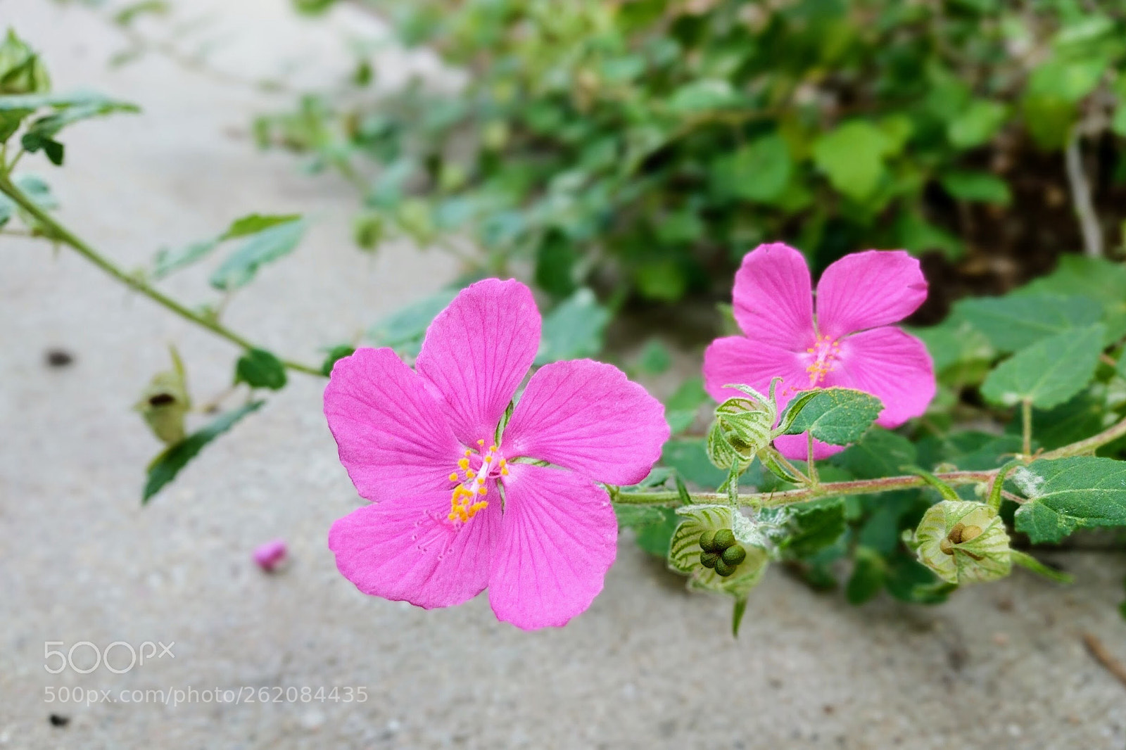 Google Pixel XL sample photo. Overflowing beauty photography