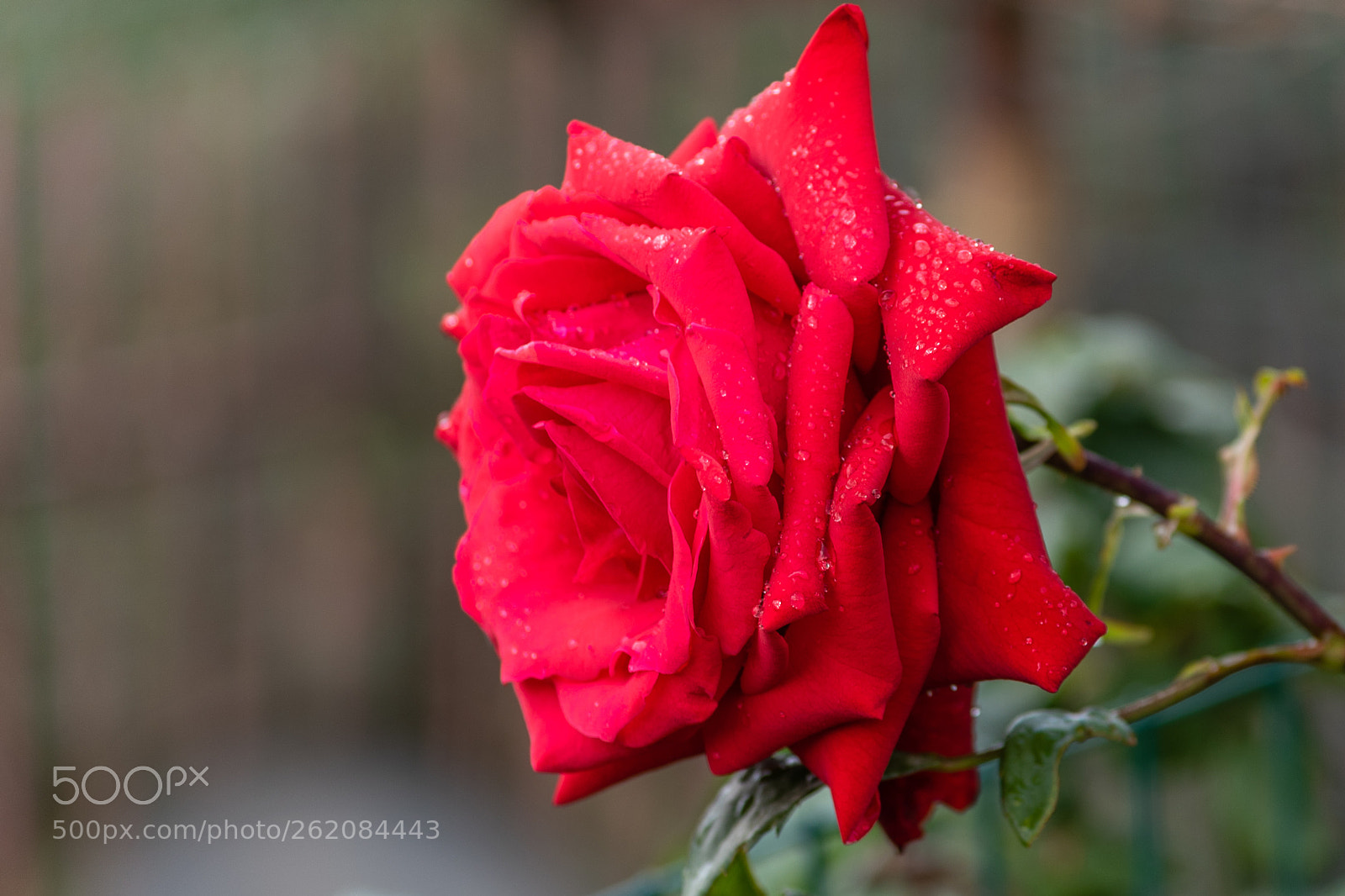 Nikon D750 sample photo. Drops photography
