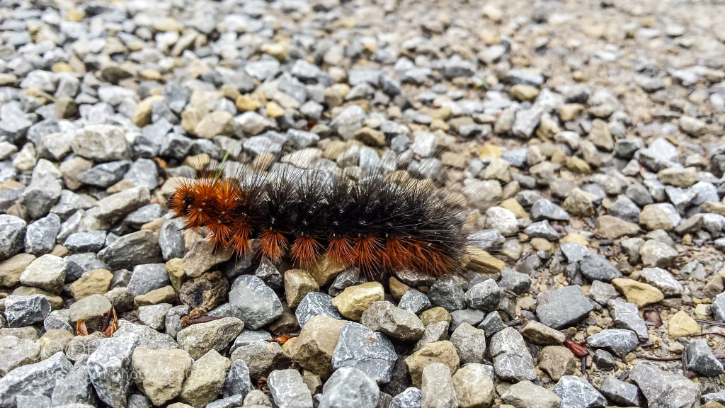 Samsung Galaxy S4 sample photo. Caterpillar photography