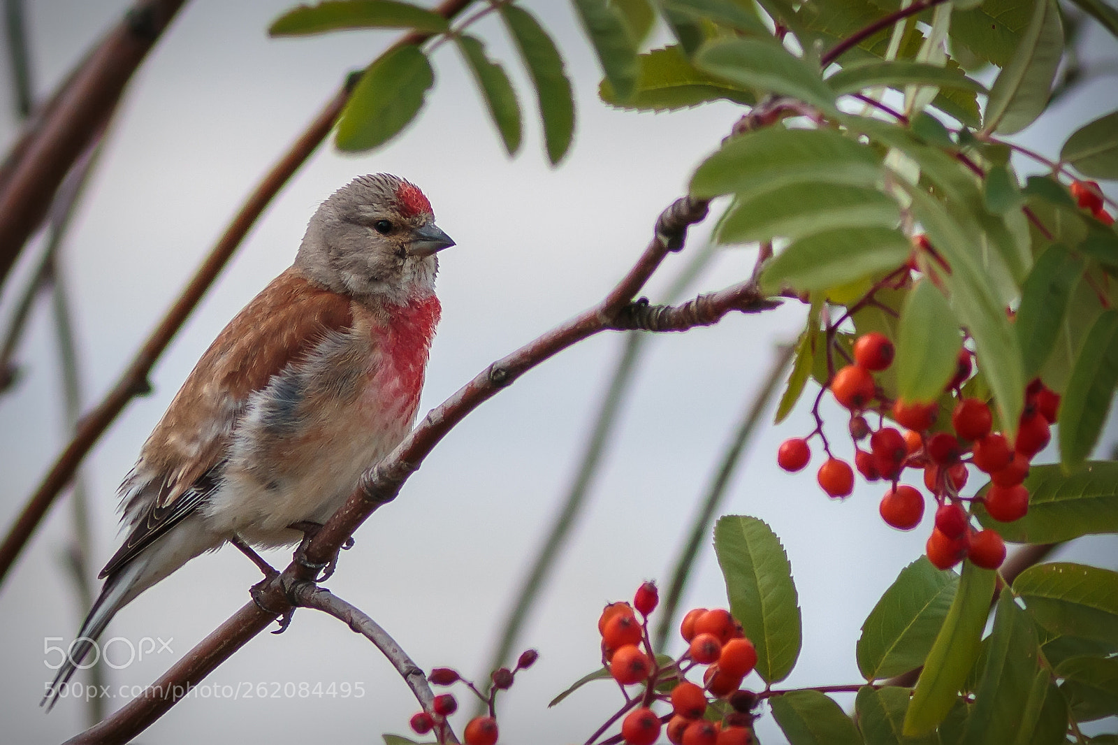 Canon EOS 70D sample photo. Linnet photography