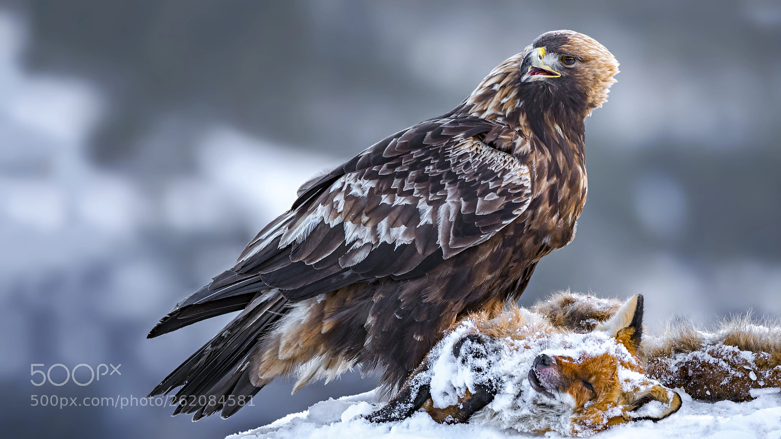 Olympus OM-D E-M1 Mark II sample photo. Golden eagle photography