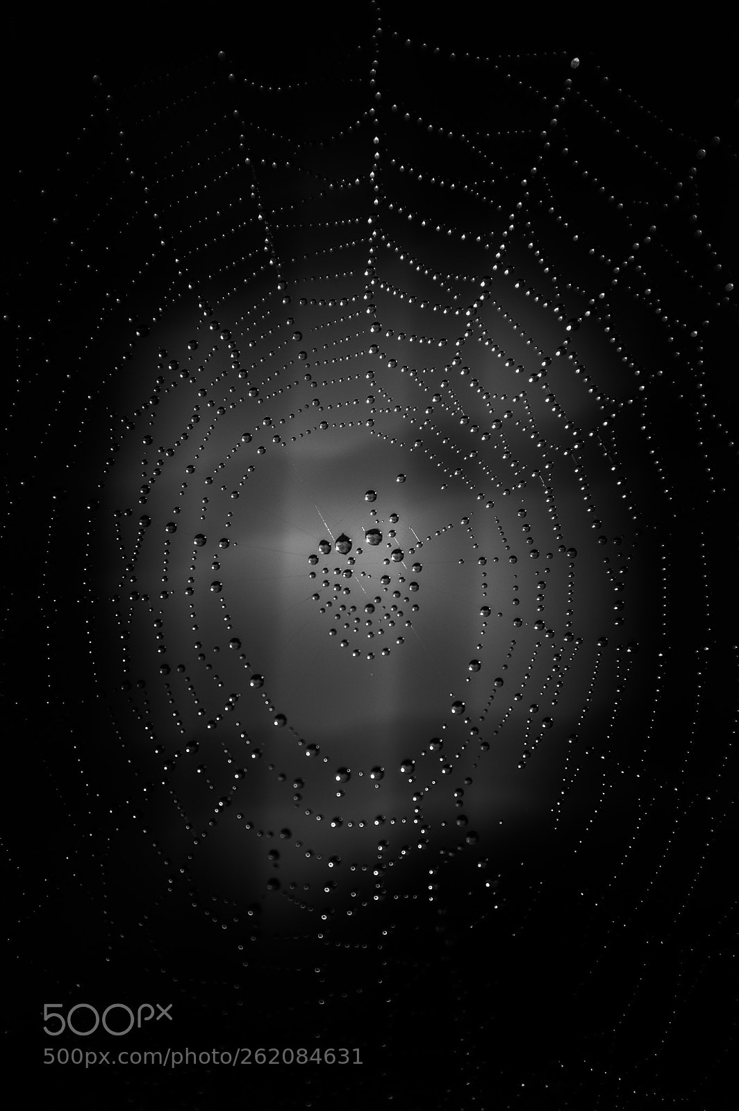Nikon D3200 sample photo. Spider web photography