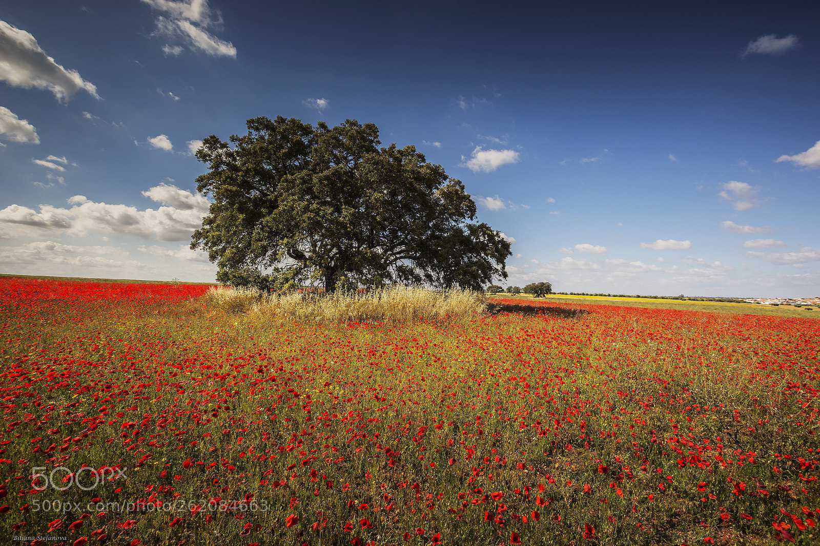 Canon EOS 6D sample photo. Red, red ,red photography